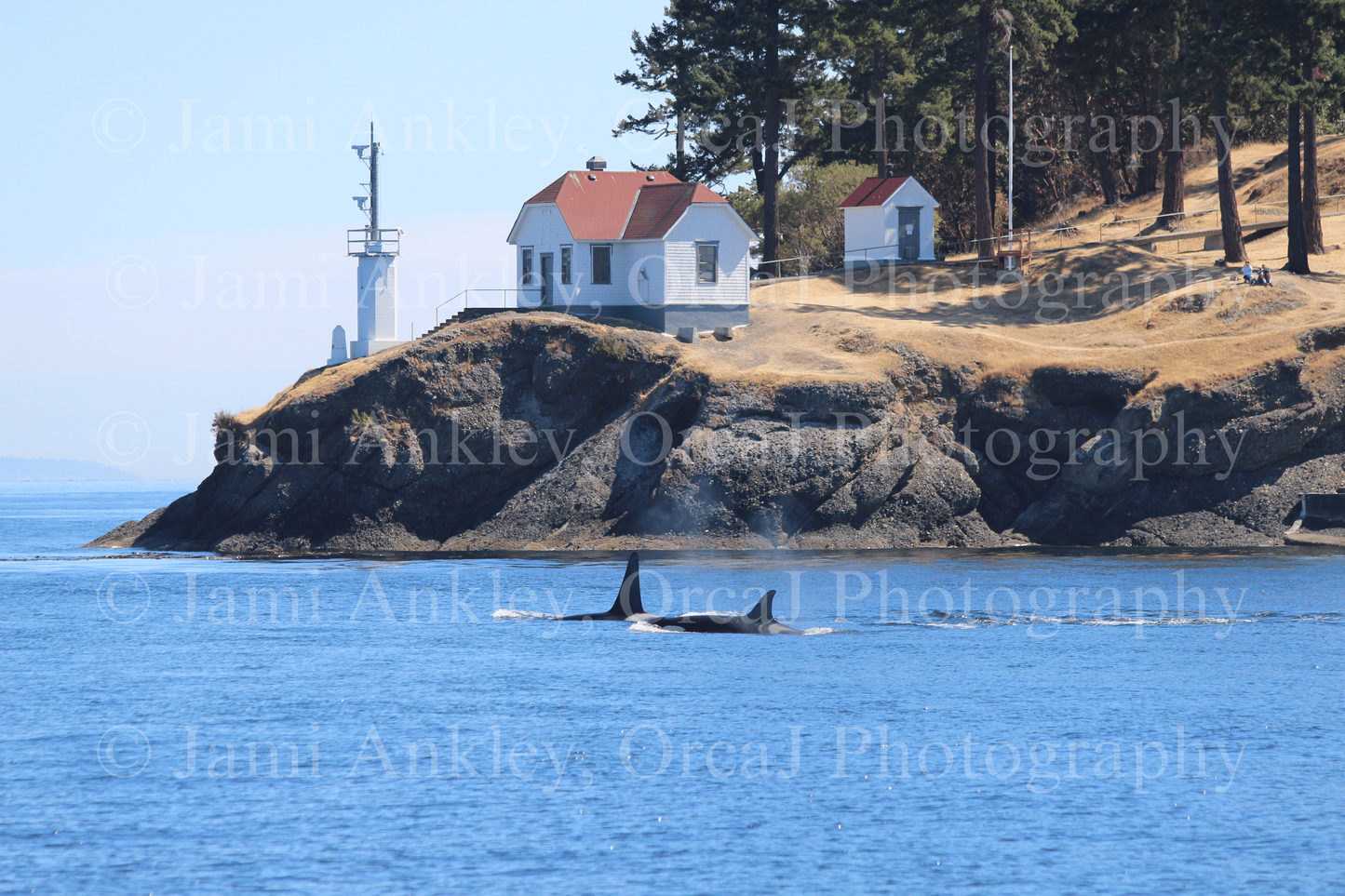 Orcas at Turn Point Lighthouse