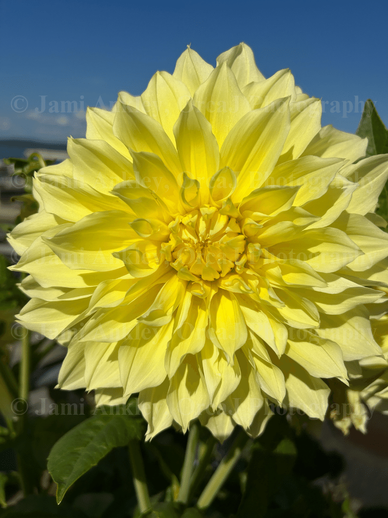 Dahlia, Yellow