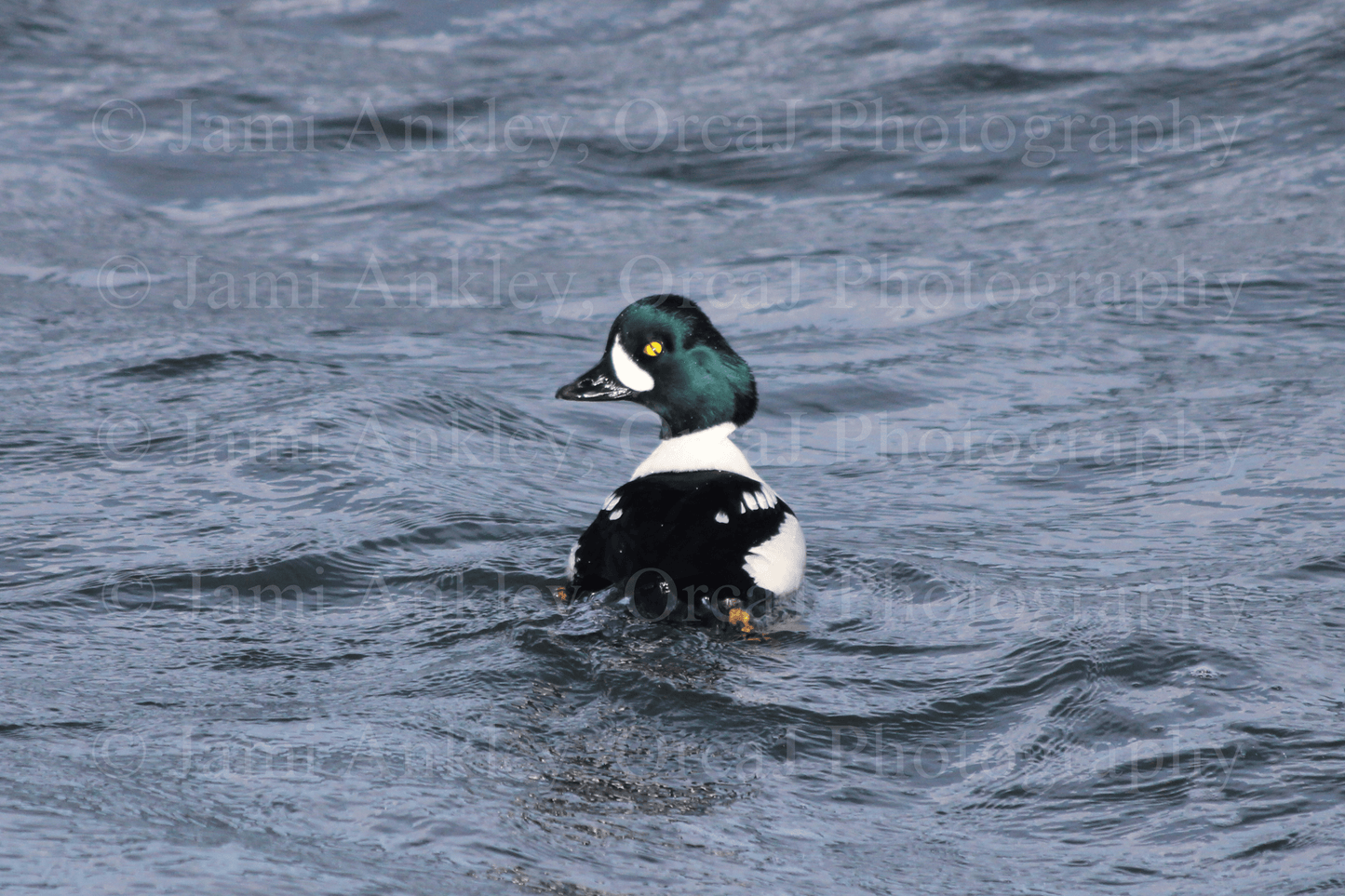 Goldeneye, Barrow's