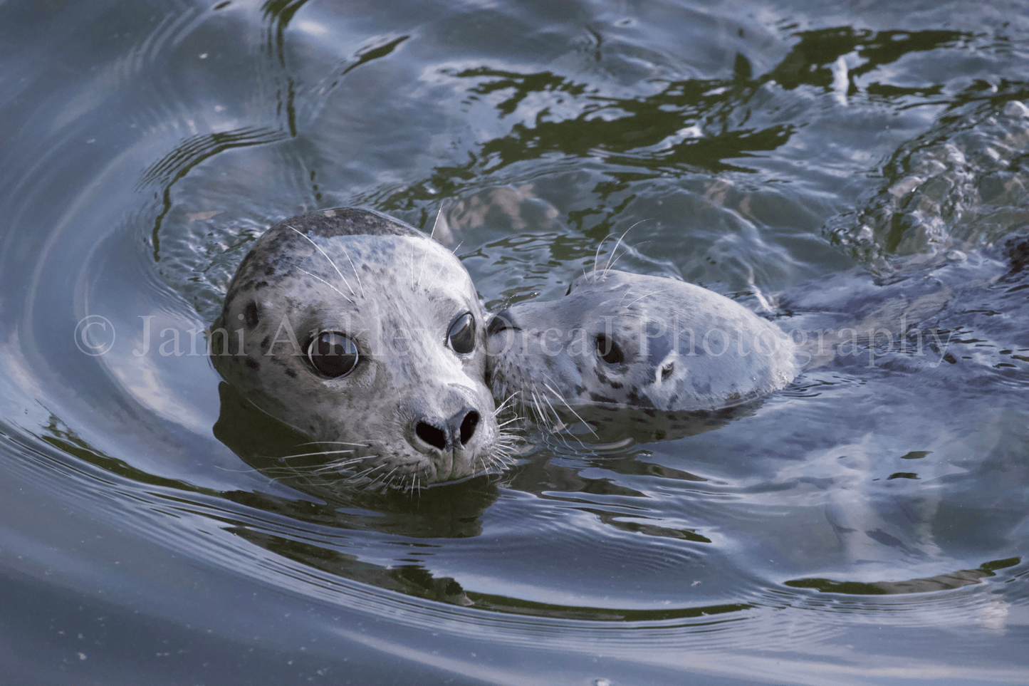 Harbor Seal and Pup