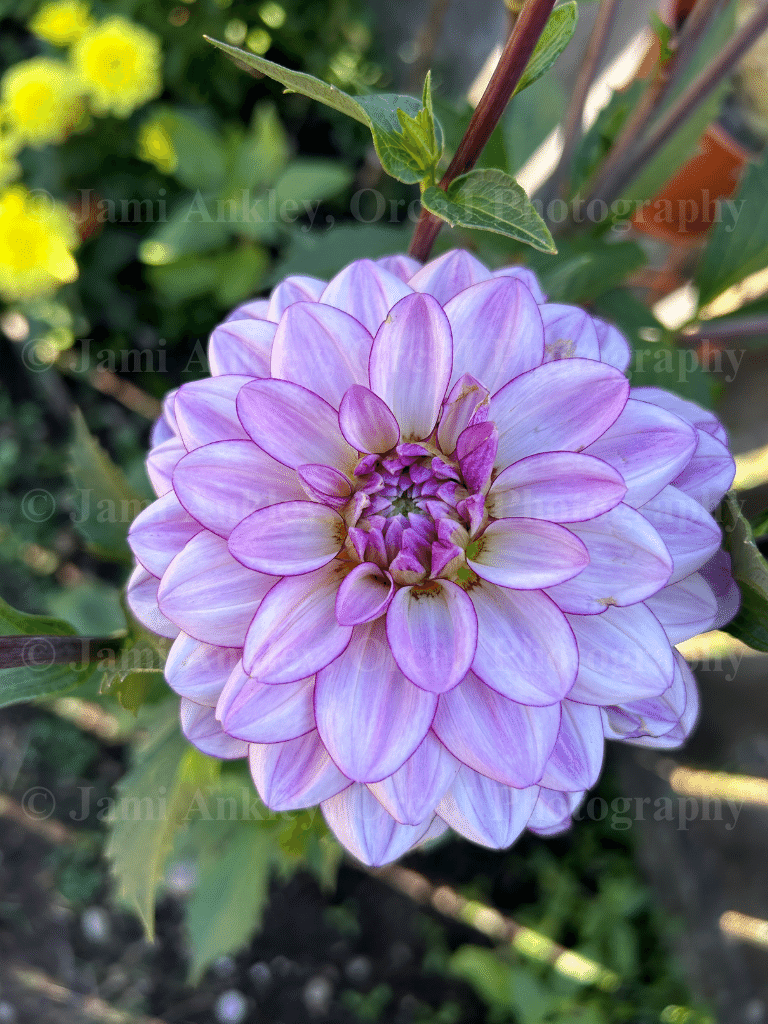 Dahlia, Purple