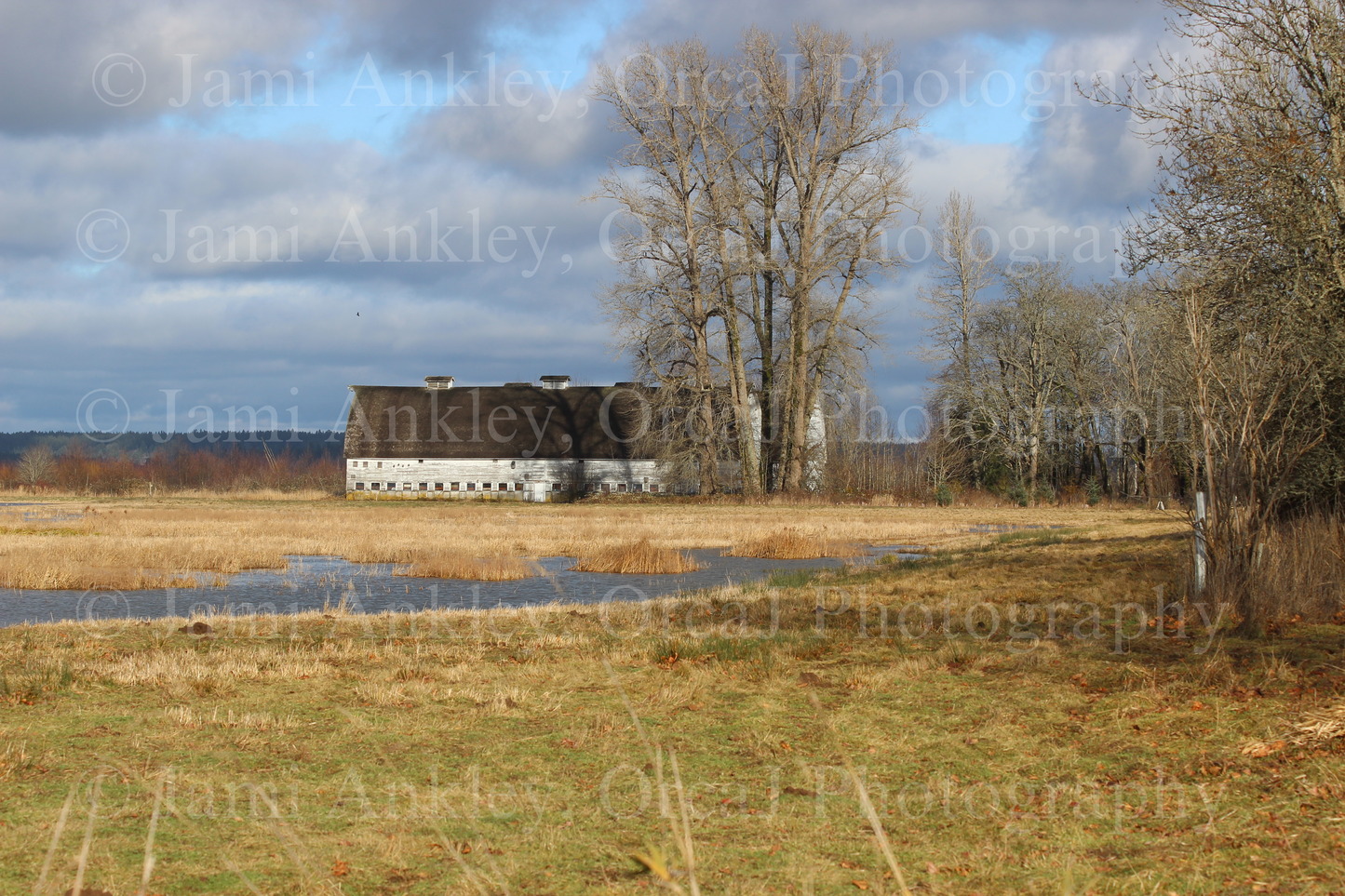 Nisqually Wildlife Refuge