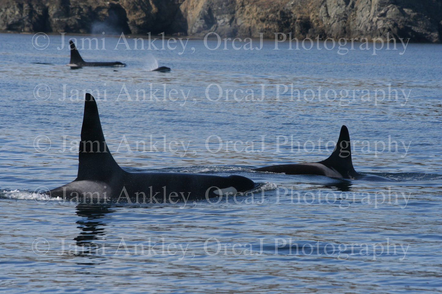 Orca, L-Pod