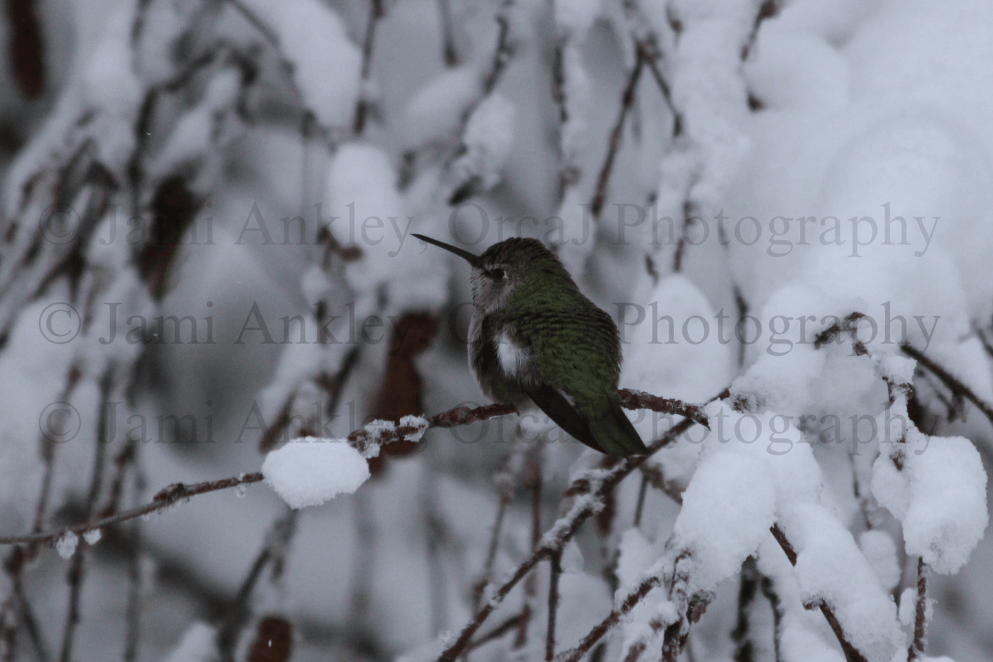 Humming bird, Overwintering