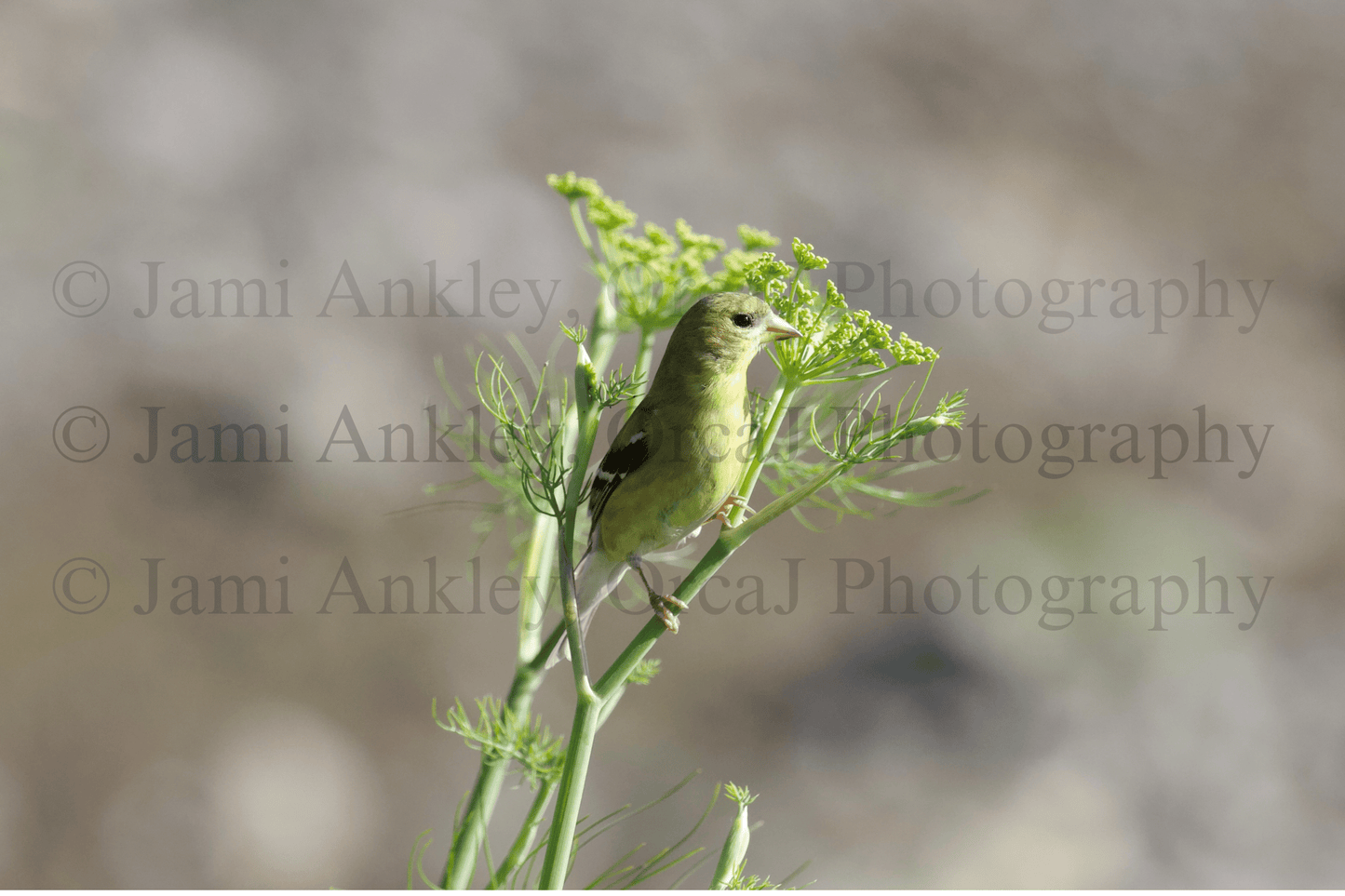 American Goldfinch