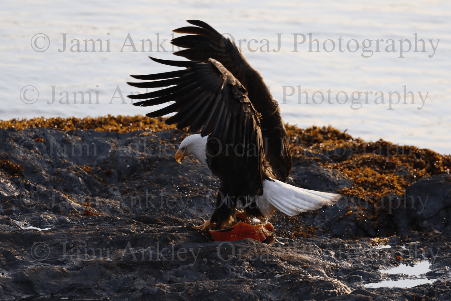Bald Eagle, Salmon Dinner