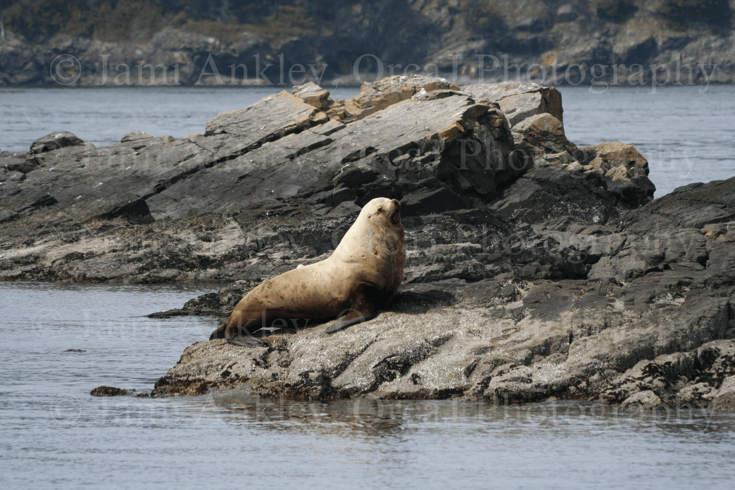 Sea lion Stellar