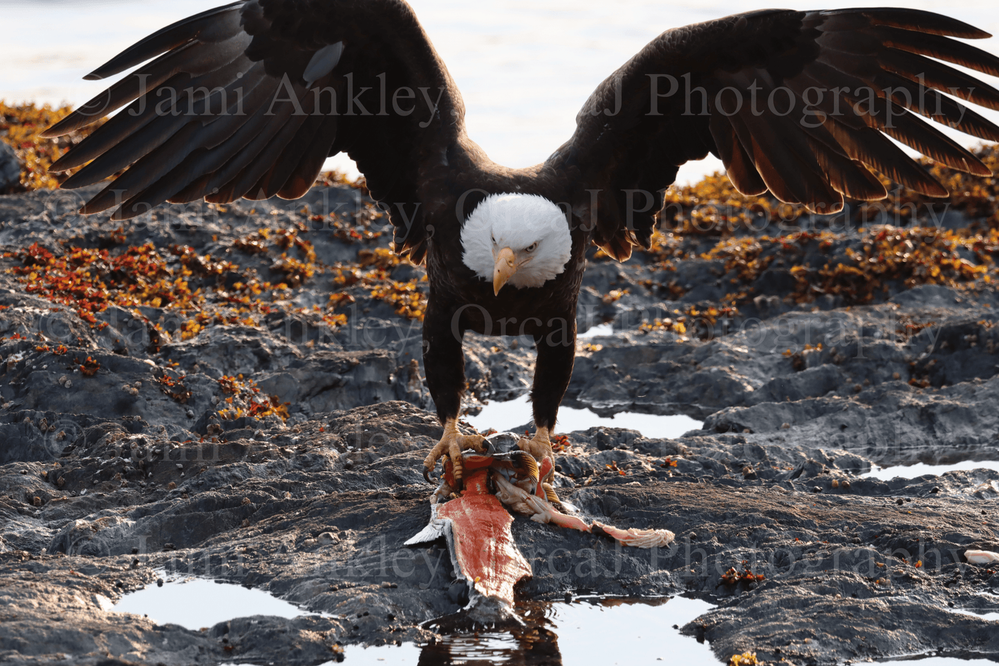 Bald Eagle, Salmon Dinner III