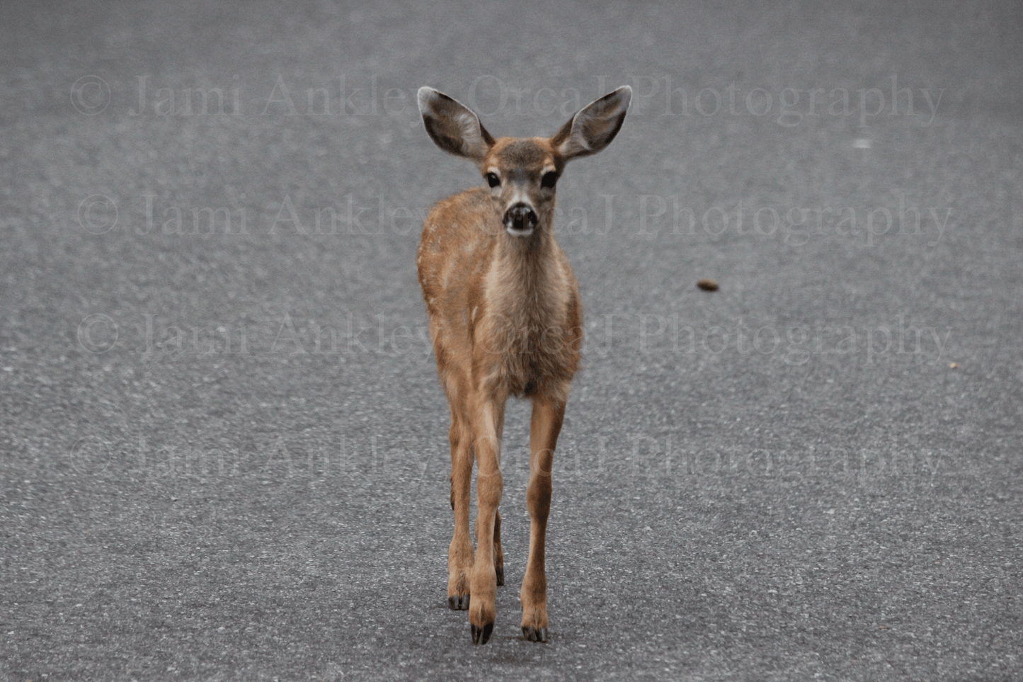 Deer, Curious (Fawn)