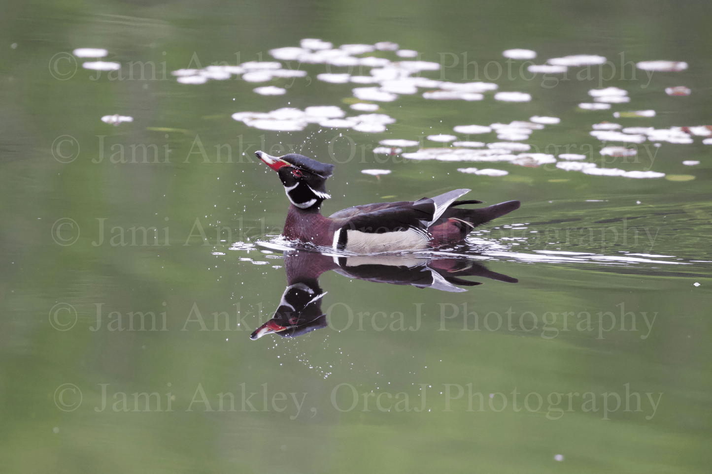 Wood Duck, Reflection