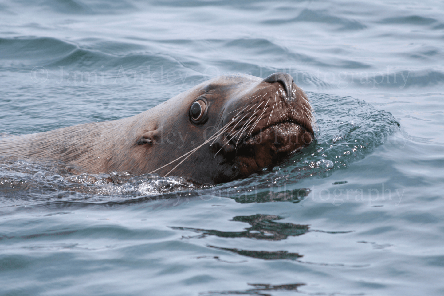 Stellar Sea lion, Watchful Eye