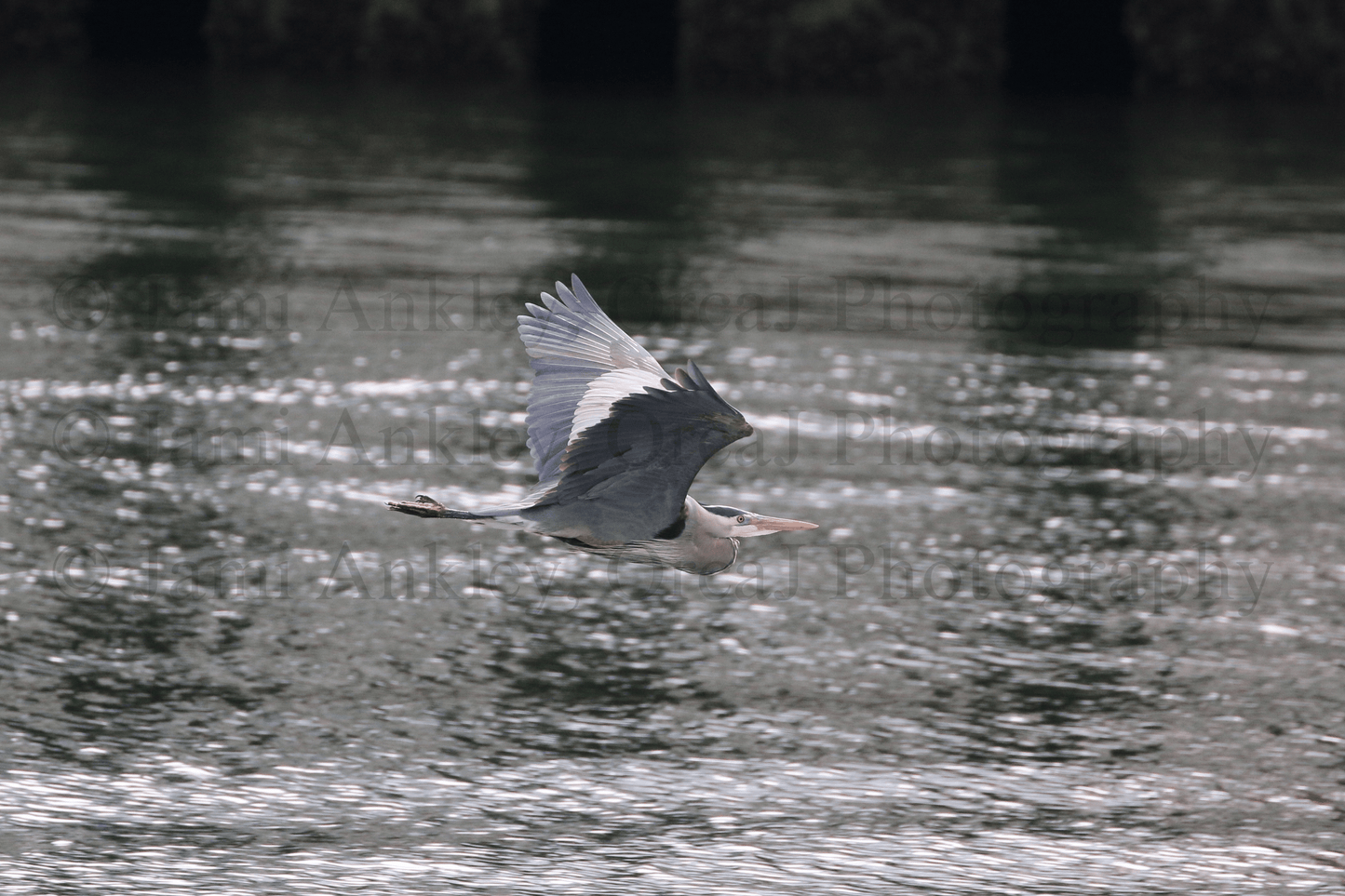 Great Blue Heron in Flight