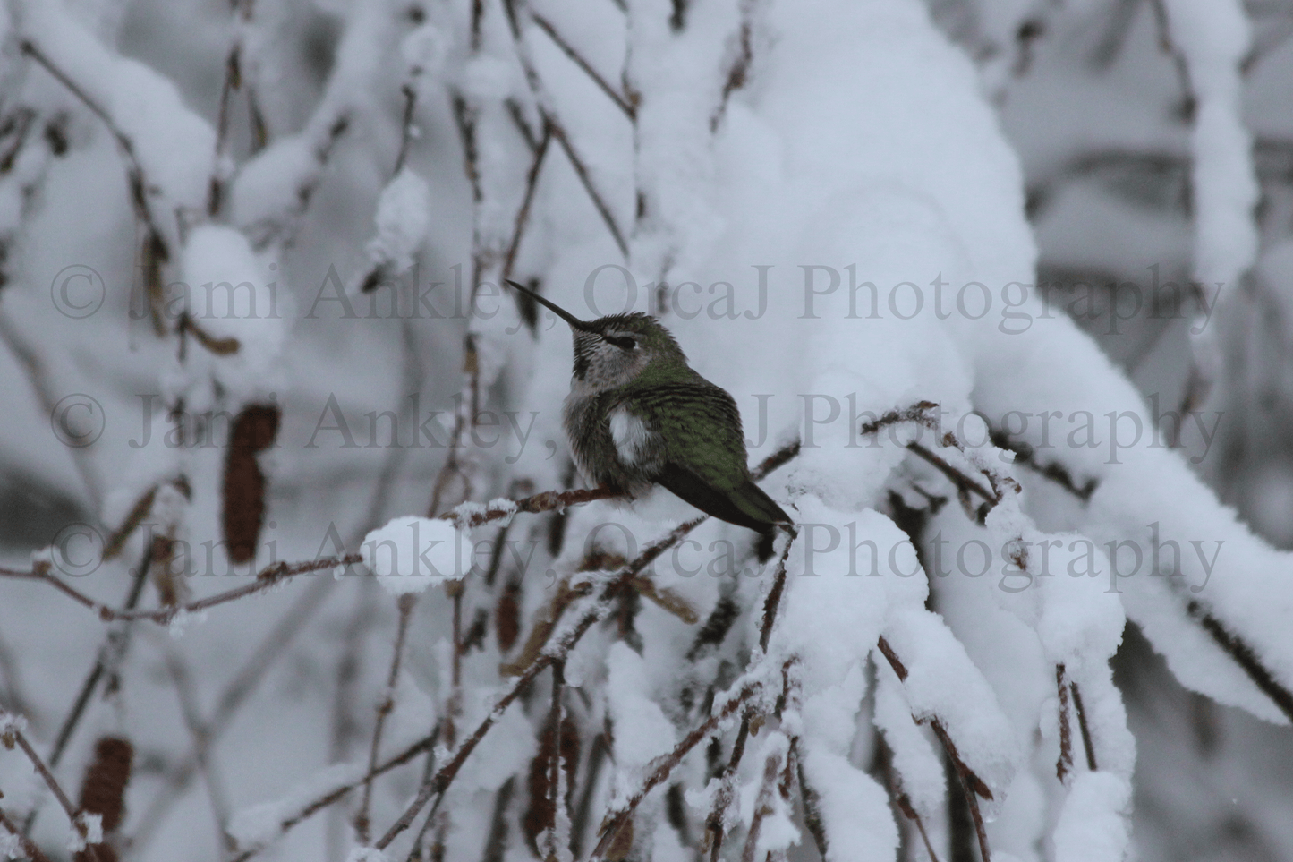 Humming Bird, Anna's