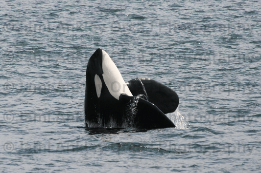 Orca, Spyhop