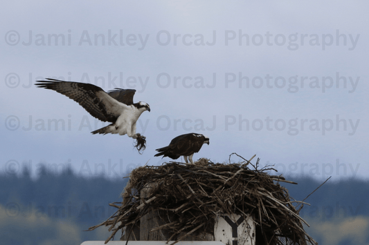 Osprey, Finishing Touches