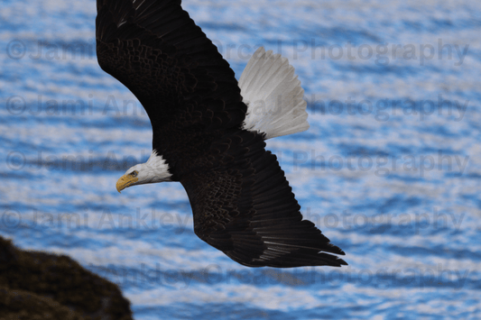 Bald Eagle, In Flight