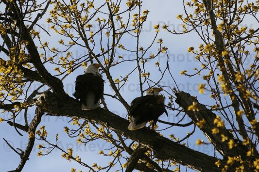 Bald Eagles, Spring Bloom