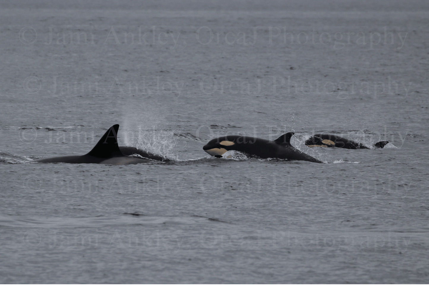 Bigg's (Transient) Orca Calves