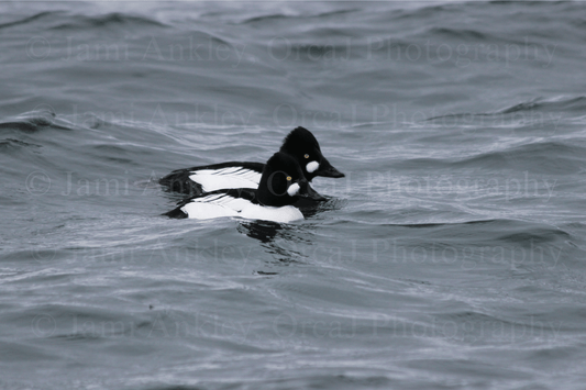 Common Goldeneye