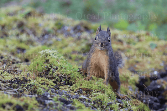 Douglas Squirrel