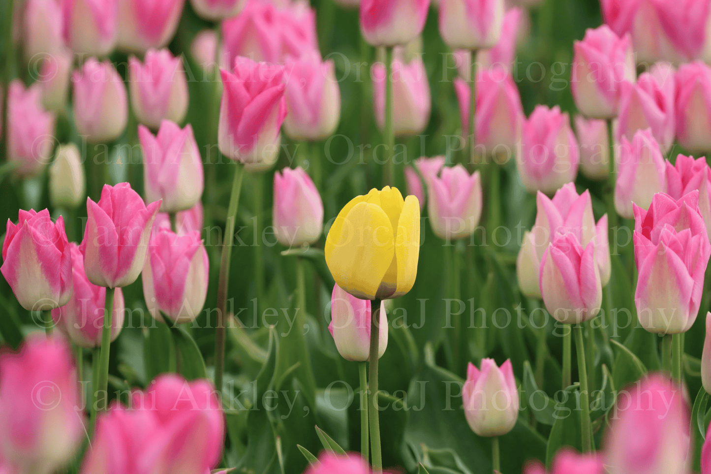 Tulip, Yellow in a Pink Field