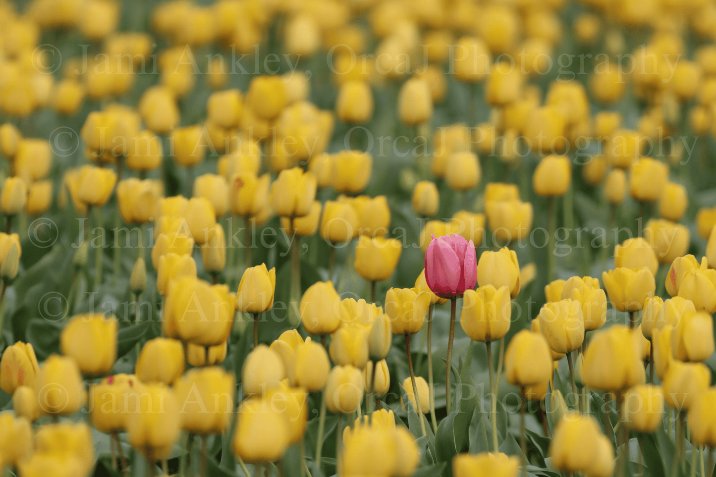 Tulip, Single Pink in Yellow Field