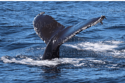 Humpback Whale, "Jagger" BCX1815