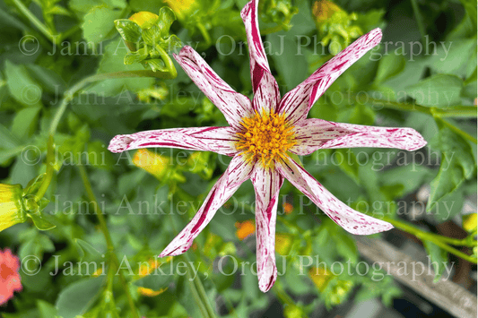 Dahlia, White w/ red splash & yellow center