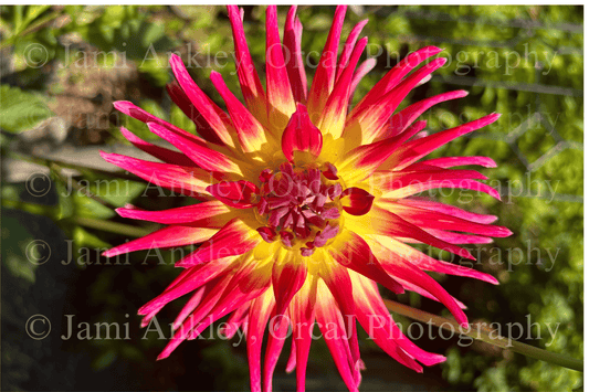 Dahlia, Bora Bora III