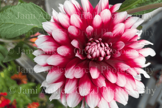 Dalhia, Red & White ll