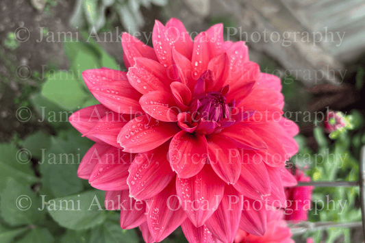 Dahlia, Dark pink w/ purple center