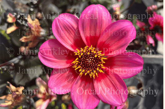Dahlia, Pink w/ yellow center (8 petals)