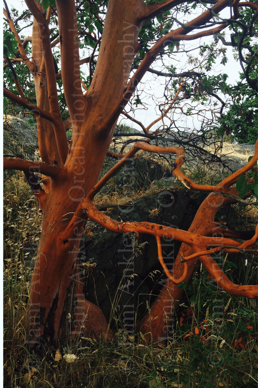 Pacific Madrone