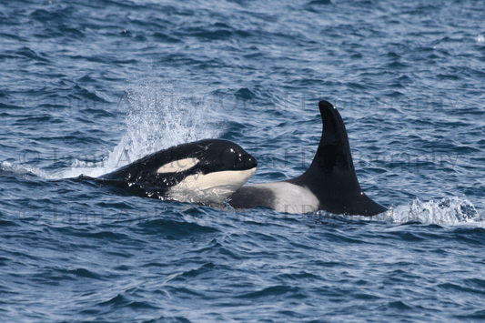 Orcas, J19 (Shachi) w/ J41 (Eclipse)