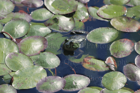 American Bullfrog on Lily Pads