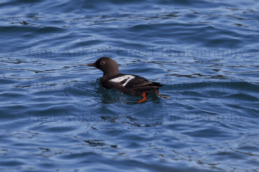 Pigeon Guillemot