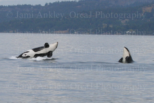 Double Breach, Orcas
