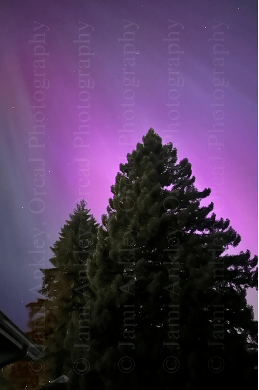 Northern Lights - Shelton