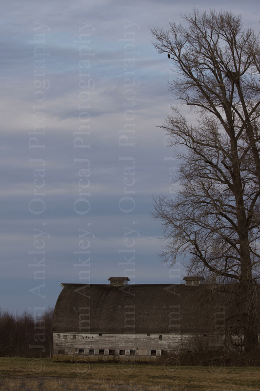 Nisqually Wildlife Refuge, Barn w/ Eagle