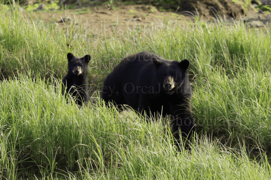 Black Bear Mother & Cub