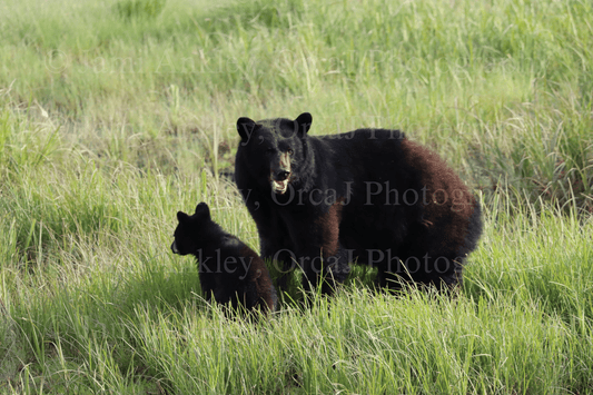 Black Bear, Sow & Cub