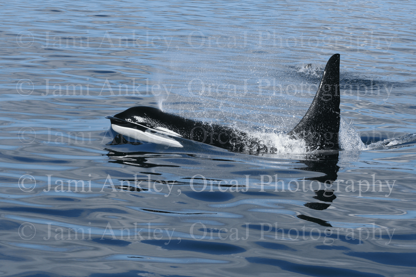 Orca, "Salt Spray"