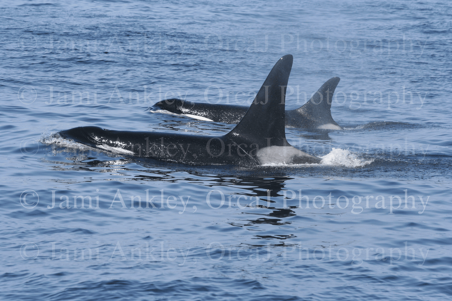 O. Southern Resident Killer Whales, L-85, L12