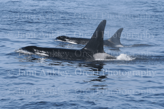 O. Southern Resident Killer Whales, L-85, L12