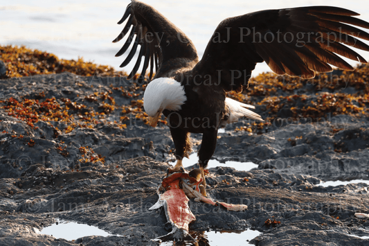 Bald Eagle, Salmon Dinner II