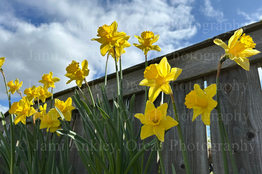 Daffodil