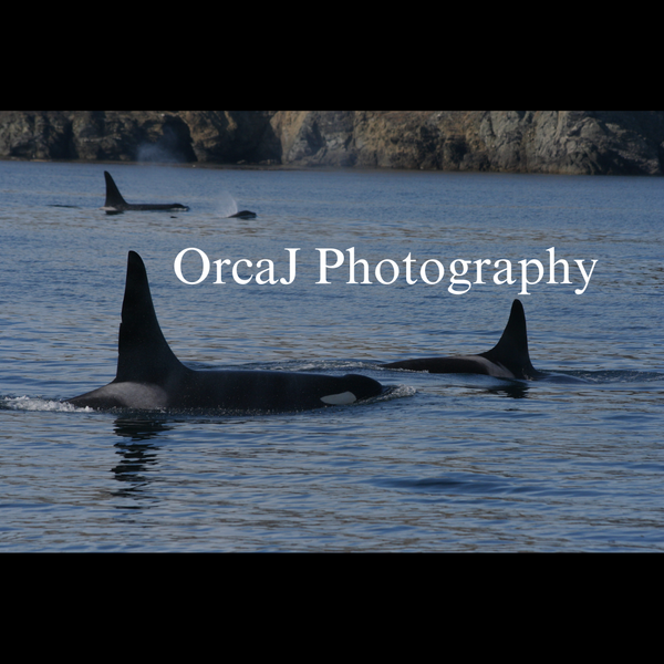 OrcaJ Photography 